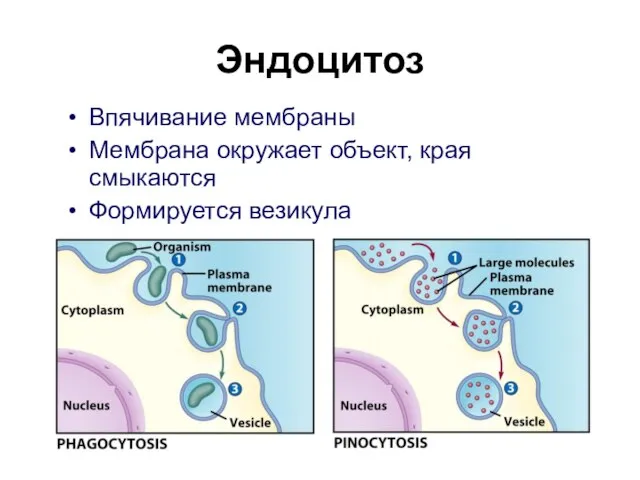 Эндоцитоз Впячивание мембраны Мембрана окружает объект, края смыкаются Формируется везикула