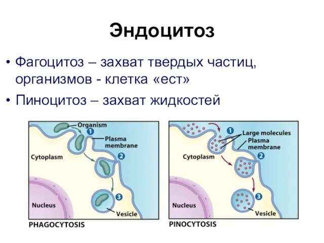 Эндоцитоз Фагоцитоз – захват твердых частиц, организмов - клетка «ест» Пиноцитоз – захват жидкостей