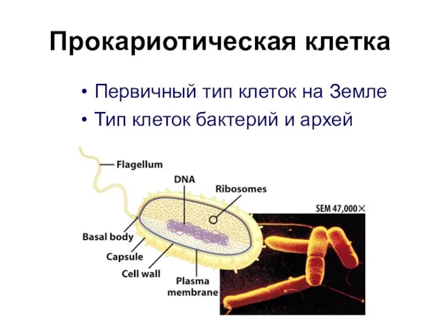 Прокариотическая клетка Первичный тип клеток на Земле Тип клеток бактерий и архей