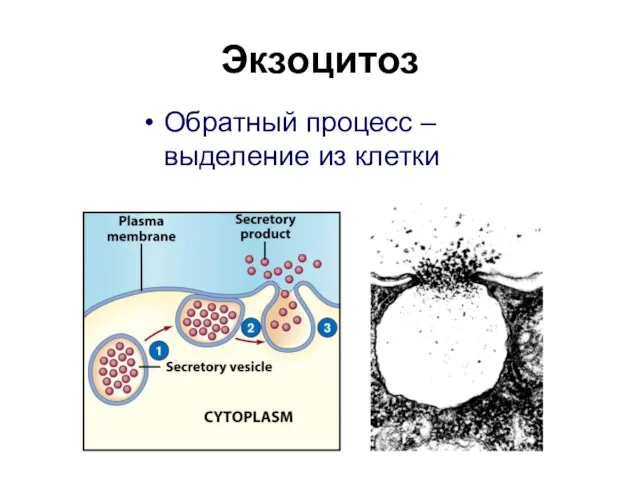 Экзоцитоз Обратный процесс – выделение из клетки