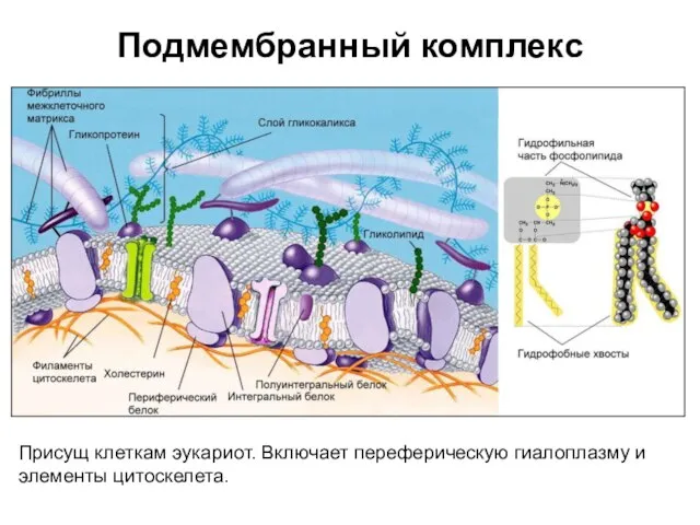 Присущ клеткам эукариот. Включает переферическую гиалоплазму и элементы цитоскелета. Подмембранный комплекс