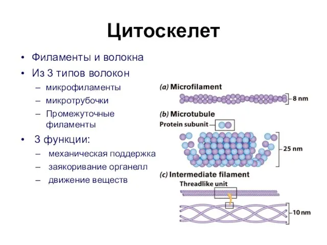 Цитоскелет Филаменты и волокна Из 3 типов волокон микрофиламенты микротрубочки Промежуточные