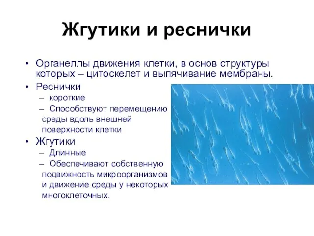 Жгутики и реснички Органеллы движения клетки, в основ структуры которых –