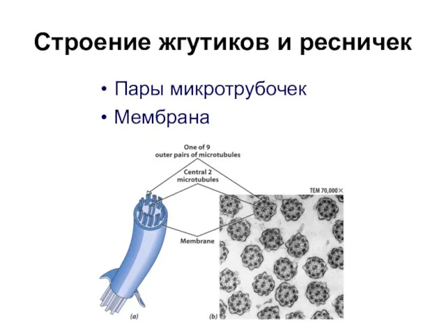 Строение жгутиков и ресничек Пары микротрубочек Мембрана