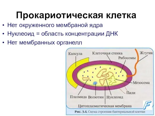 Нет окруженного мембраной ядра Нуклеоид = область концентрации ДНК Нет мембранных органелл Прокариотическая клетка