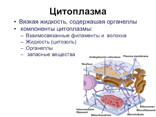 Цитоплазма Вязкая жидкость, содержашая органеллы компоненты цитоплазмы: Взаимосвязанные филаменты и волокна Жидкость (цитозоль) Органеллы запасные вещества