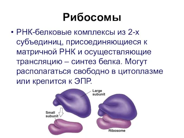 Рибосомы РНК-белковые комплексы из 2-х субъединиц, присоединяющиеся к матричной РНК и