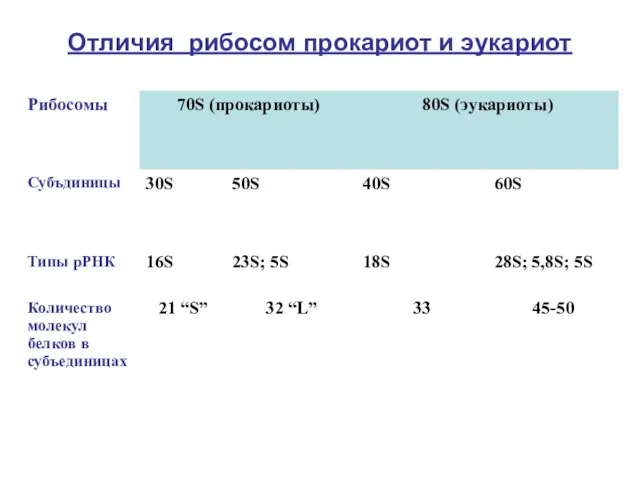 Отличия рибосом прокариот и эукариот