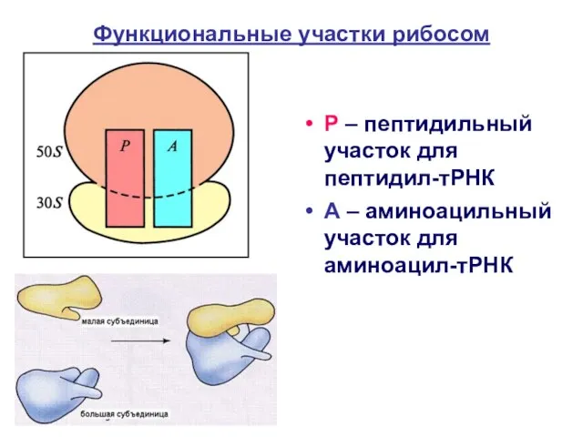 Функциональные участки рибосом Р – пептидильный участок для пептидил-тРНК А – аминоацильный участок для аминоацил-тРНК