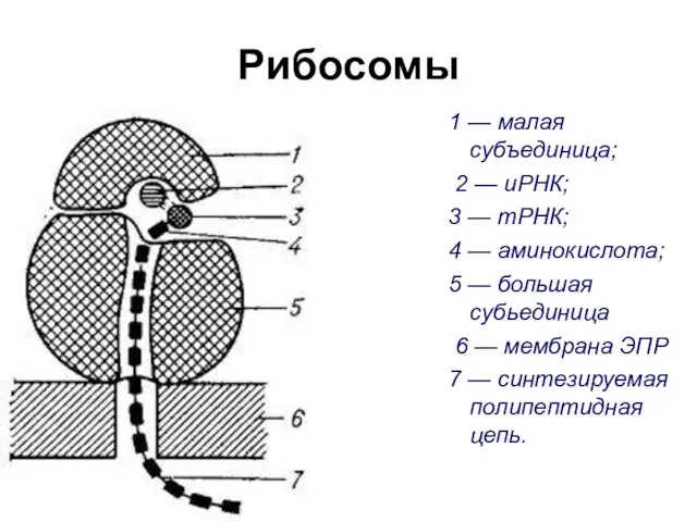 Рибосомы 1 — малая субъединица; 2 — иРНК; 3 — тРНК;