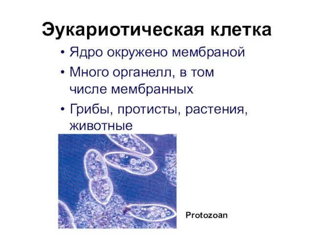 Эукариотическая клетка Ядро окружено мембраной Много органелл, в том числе мембранных Грибы, протисты, растения, животные Protozoan