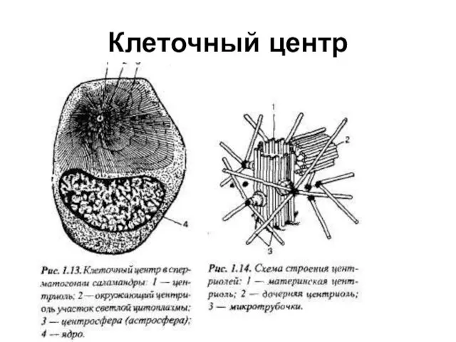 Клеточный центр