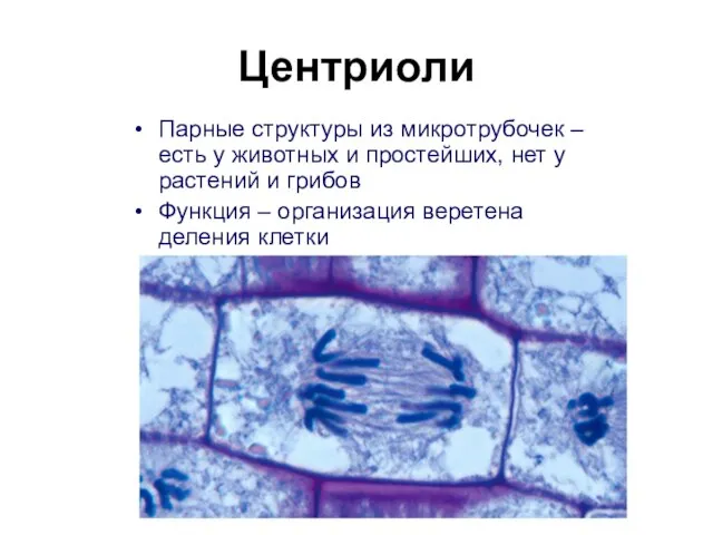 Центриоли Парные структуры из микротрубочек – есть у животных и простейших,