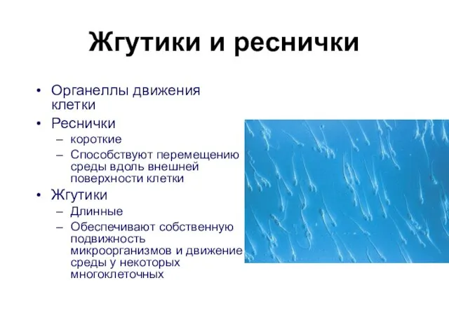 Жгутики и реснички Органеллы движения клетки Реснички короткие Способствуют перемещению среды