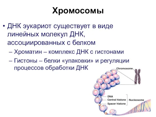 Хромосомы ДНК эукариот существует в виде линейных молекул ДНК, ассоциированных с