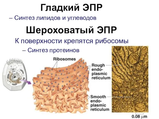 Гладкий ЭПР Синтез липидов и углеводов Шероховатый ЭПР К поверхности крепятся рибосомы Синтез протеинов