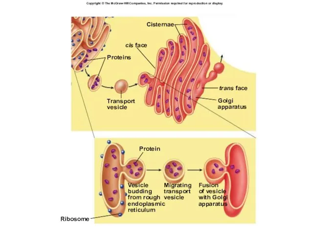 Vesicle budding from rough endoplasmic reticulum Fusion of vesicle with Golgi