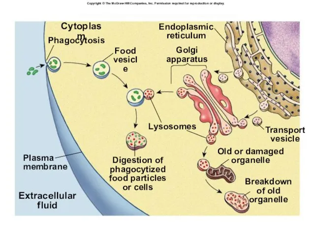 Cytoplasm Phagocytosis Food vesicle Golgi apparatus Lysosomes Plasma membrane Digestion of