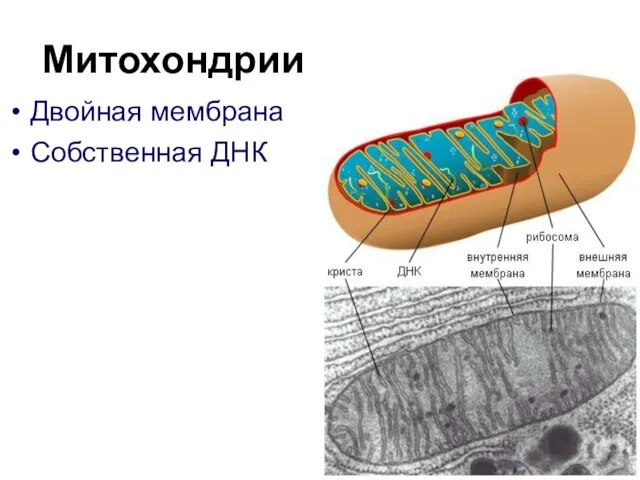 Митохондрии Двойная мембрана Собственная ДНК