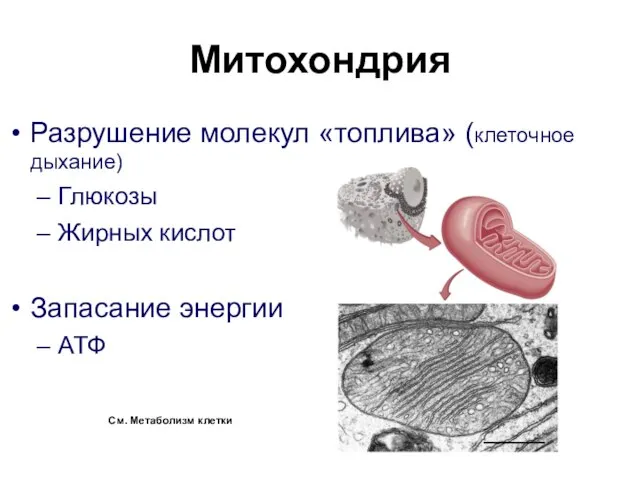 Митохондрия Разрушение молекул «топлива» (клеточное дыхание) Глюкозы Жирных кислот Запасание энергии АТФ См. Метаболизм клетки