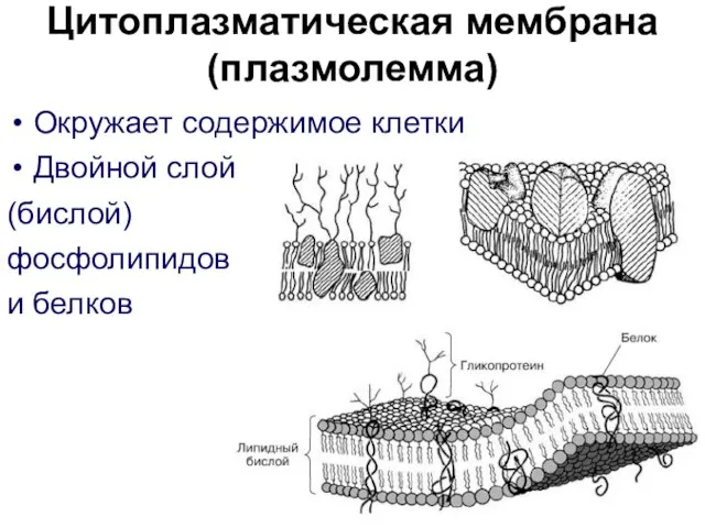 Цитоплазматическая мембрана (плазмолемма) Окружает содержимое клетки Двойной слой (бислой) фосфолипидов и белков