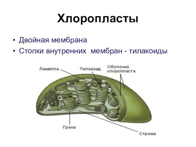 Хлоропласты Двойная мембрана Стопки внутренних мембран - тилакоиды