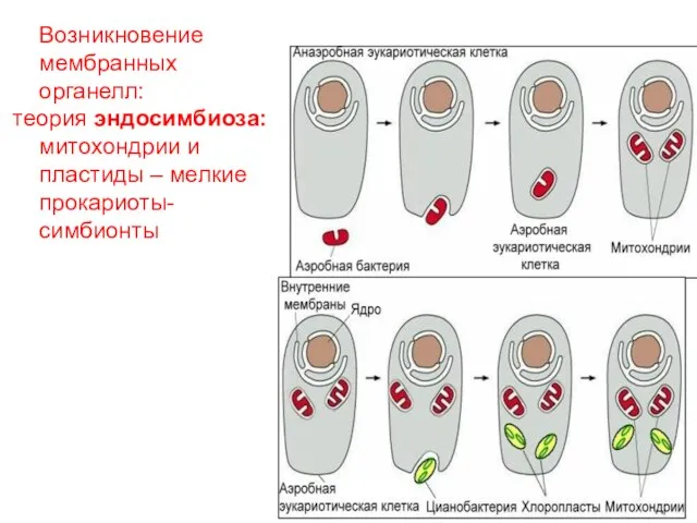Возникновение мембранных органелл: теория эндосимбиоза: митохондрии и пластиды – мелкие прокариоты-симбионты