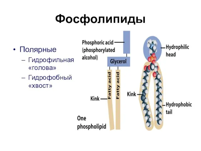 Фосфолипиды Полярные Гидрофильная «голова» Гидрофобный «хвост»