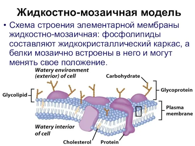 Жидкостно-мозаичная модель Схема строения элементарной мембраны жидкостно-мозаичная: фосфолипиды составляют жидкокристаллический каркас,