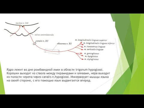 Ядро лежит во дне ромбовидной ямки в области trigonum hypoglossi. Корешки