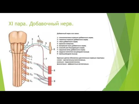 XI пара. Добавочный нерв.