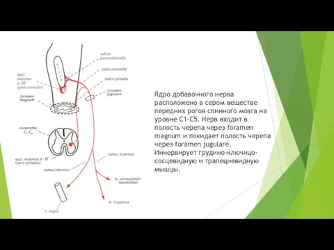 Ядро добавочного нерва расположено в сером веществе передних рогов спинного мозга