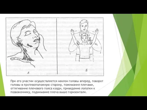 При его участии осуществляется наклон головы вперед, поворот головы в противоположную