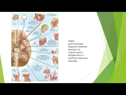 Через двигательные корешки волокна выходят из ствола мозга, направляясь к соответствующим мышцам