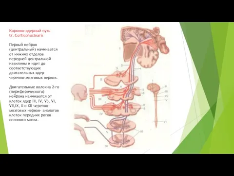 Корково-ядерный путь tr. Corticonuclearis Первый нейрон (центральный) начинается от нижних отделов