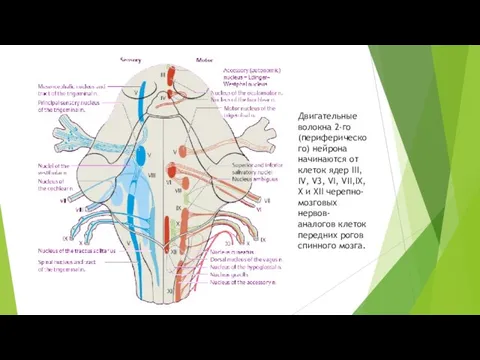 Двигательные волокна 2-го (периферического) нейрона начинаются от клеток ядер III, IV,