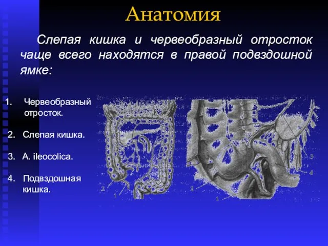 Анатомия Слепая кишка и червеобразный отросток чаще всего находятся в правой