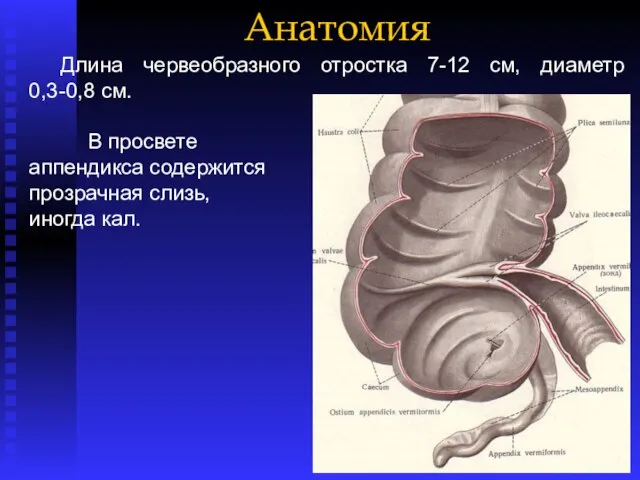 Анатомия Длина червеобразного отростка 7-12 см, диаметр 0,3-0,8 см. В просвете