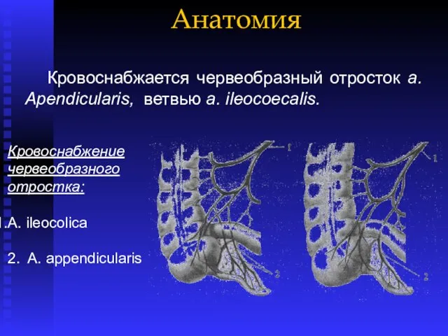 Анатомия Кровоснабжается червеобразный отросток a. Apendicularis, ветвью a. ileocоecalis. Кровоснабжение червеобразного