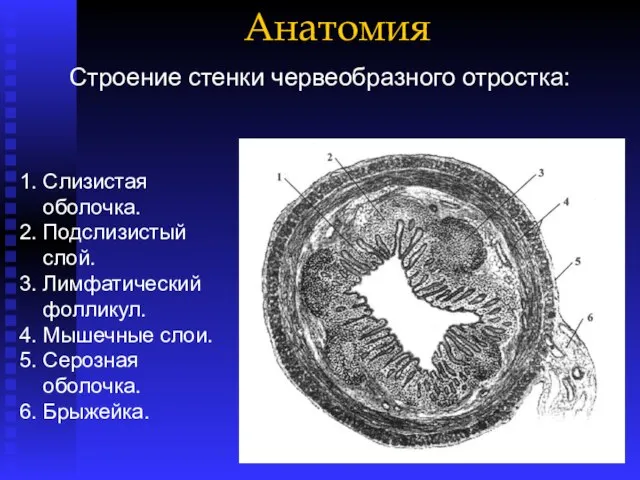 Анатомия 1. Слизистая оболочка. 2. Подслизистый слой. 3. Лимфатический фолликул. 4.