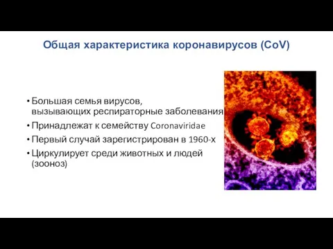 Общая характеристика коронавирусов (CoV) Большая семья вирусов, вызывающих респираторные заболевания Принадлежат