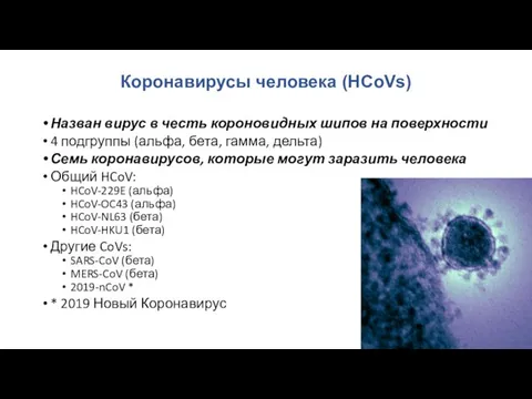 Коронавирусы человека (HCoVs) Назван вирус в честь короновидных шипов на поверхности
