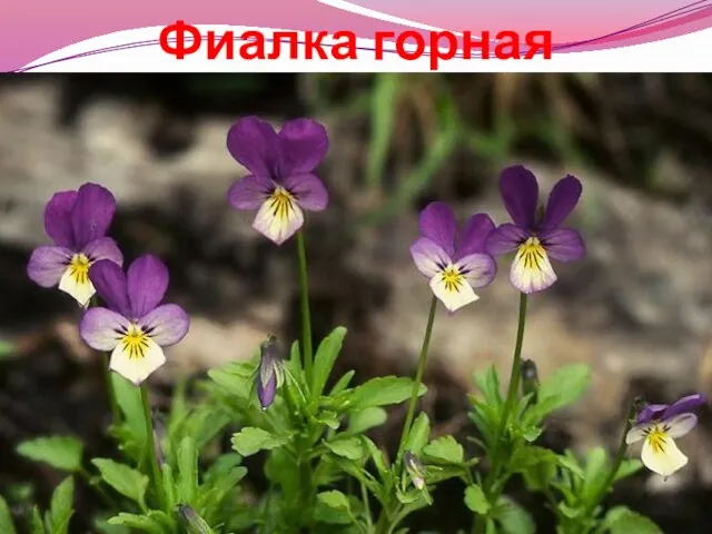 Фиалка горная