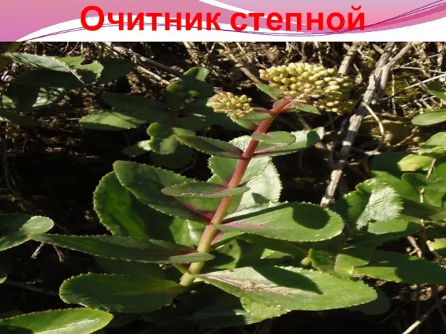 Очитник степной