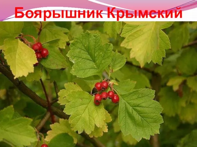 Боярышник Крымский