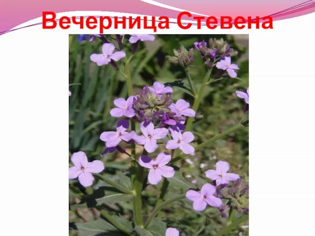 Вечерница Стевена