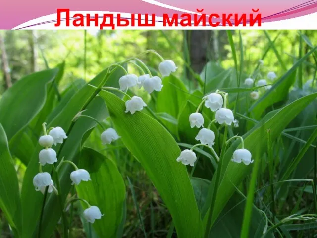 Ландыш майский