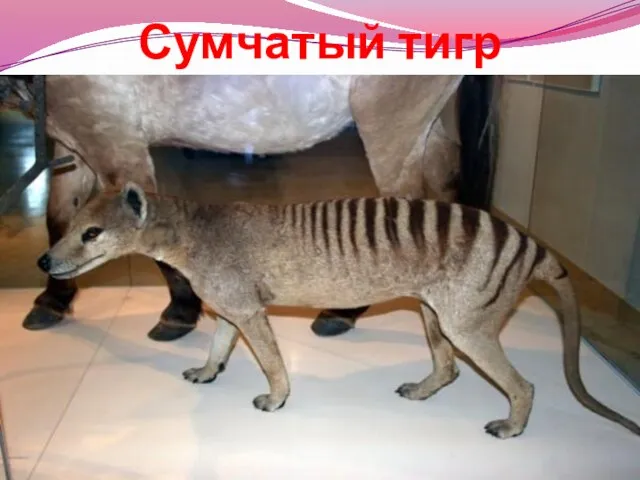 Сумчатый тигр