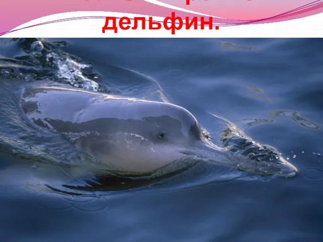 Китайский речной дельфин.