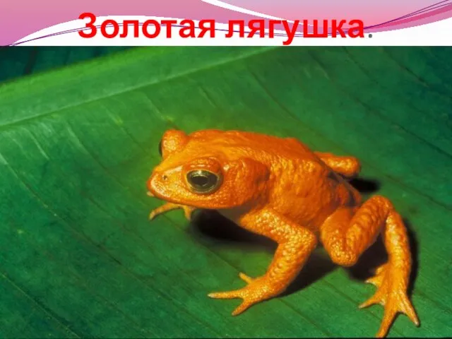 Золотая лягушка.